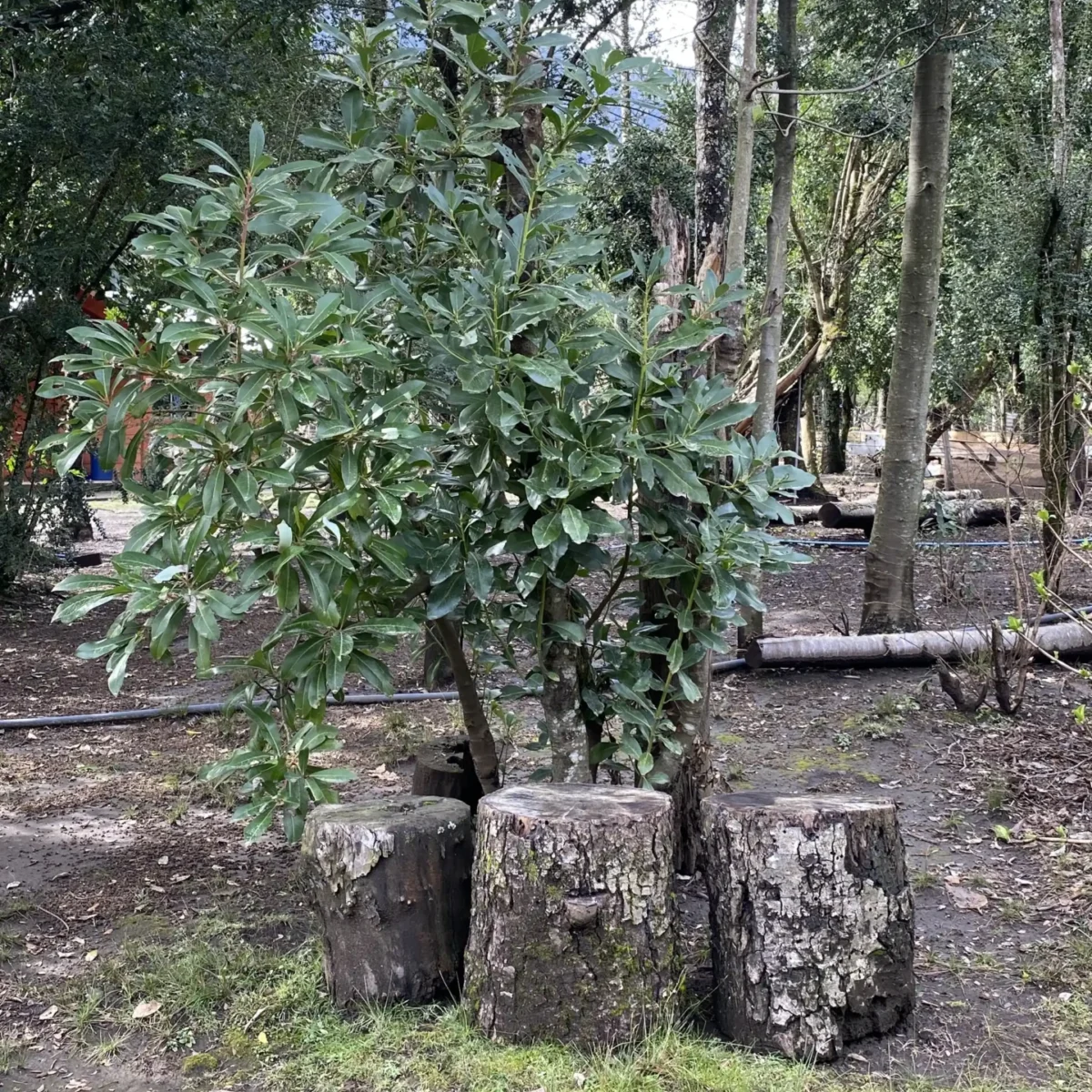 Experiencia Cultural Mapuche - Tour - Imagen 6