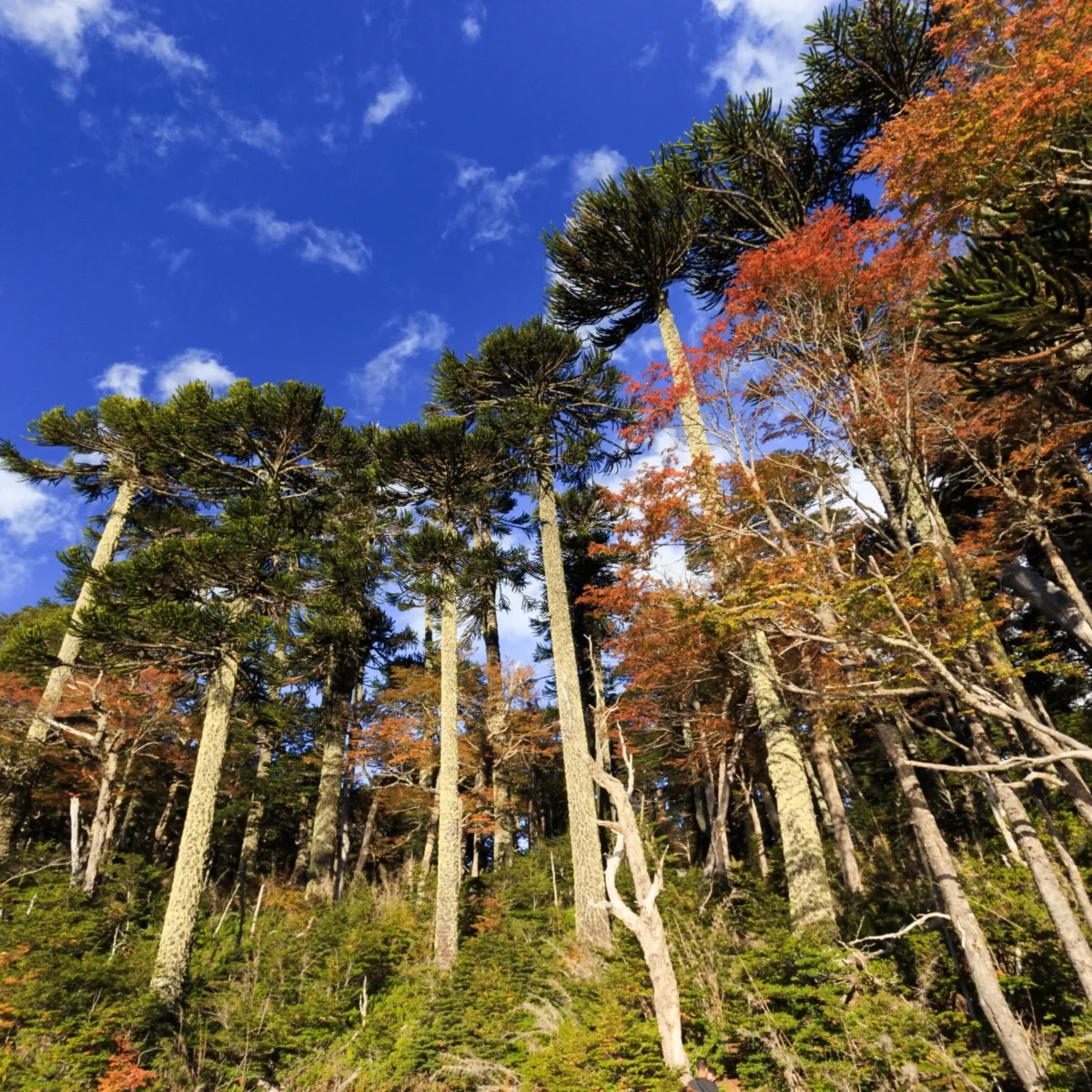 Hiking Parque Nacional Huerquehue - Tour - Imagen 4