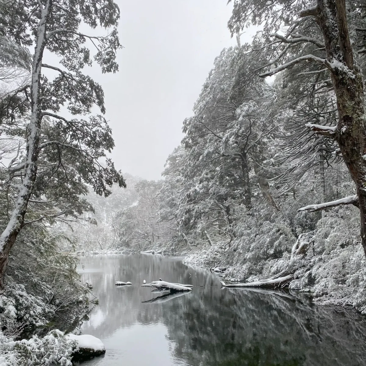 Hiking Parque Nacional Huerquehue - Tour - Imagen 7