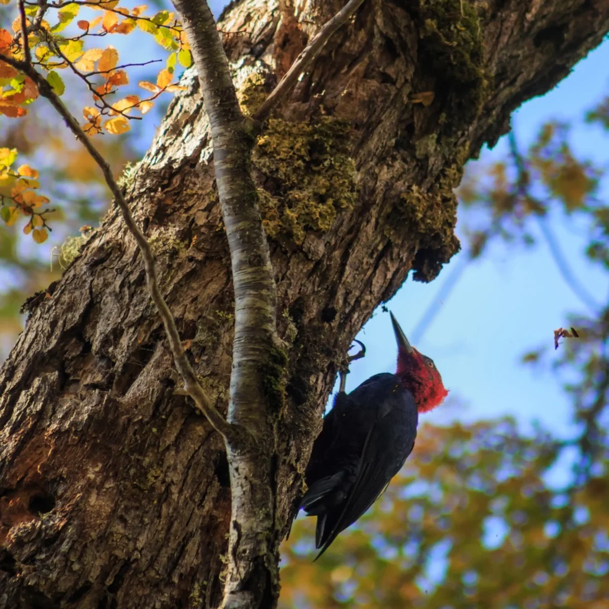 Hiking Parque Nacional Huerquehue - Tour - Imagen 6