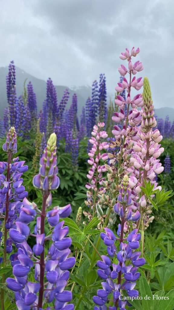 Equipo de abrigo para el clima lluvioso de la Carretera Austral