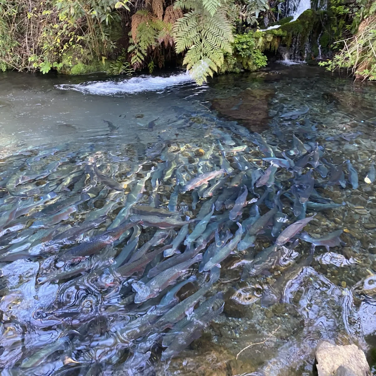 Tour por la Zona + Termas Huife - Tour - Imagen 4