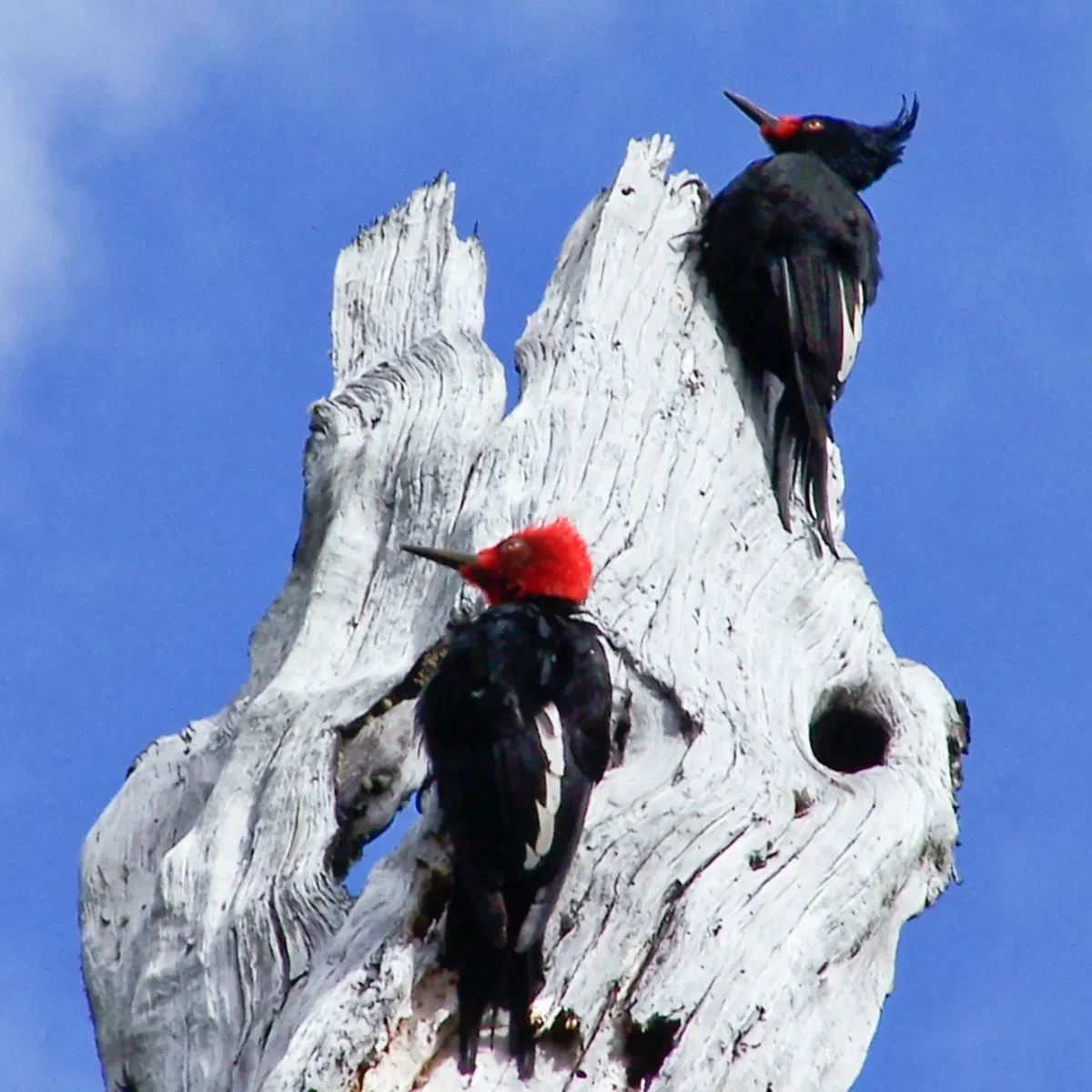 Trekking Mirador Cuernos del Paine - Tour - Imagen 11