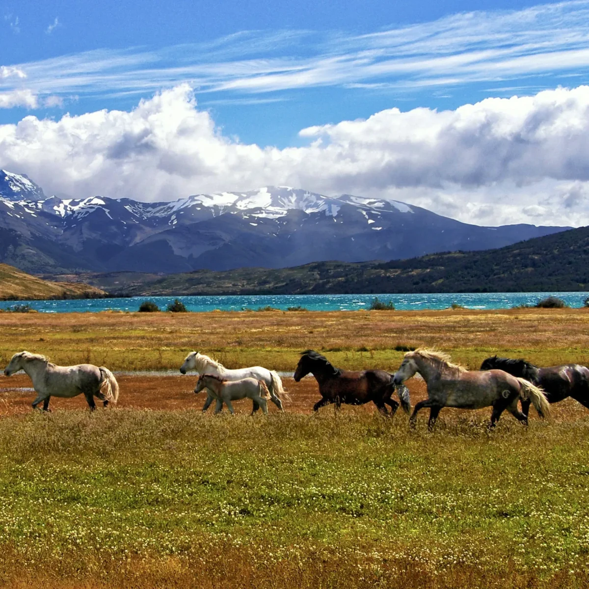 Trekking Mirador Cuernos del Paine - Tour - Imagen 7