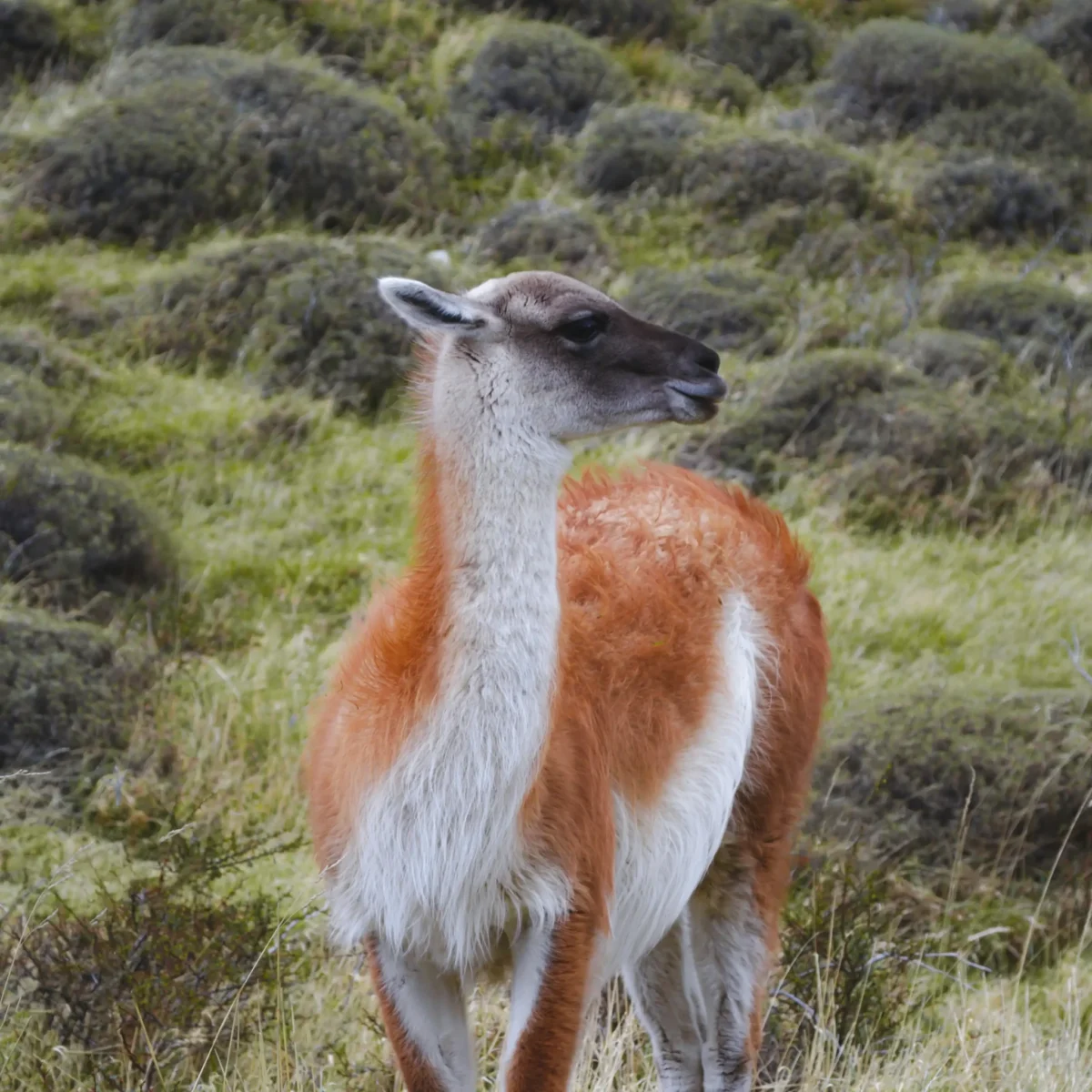 Trekking Mirador Cuernos del Paine - Tour - Imagen 5
