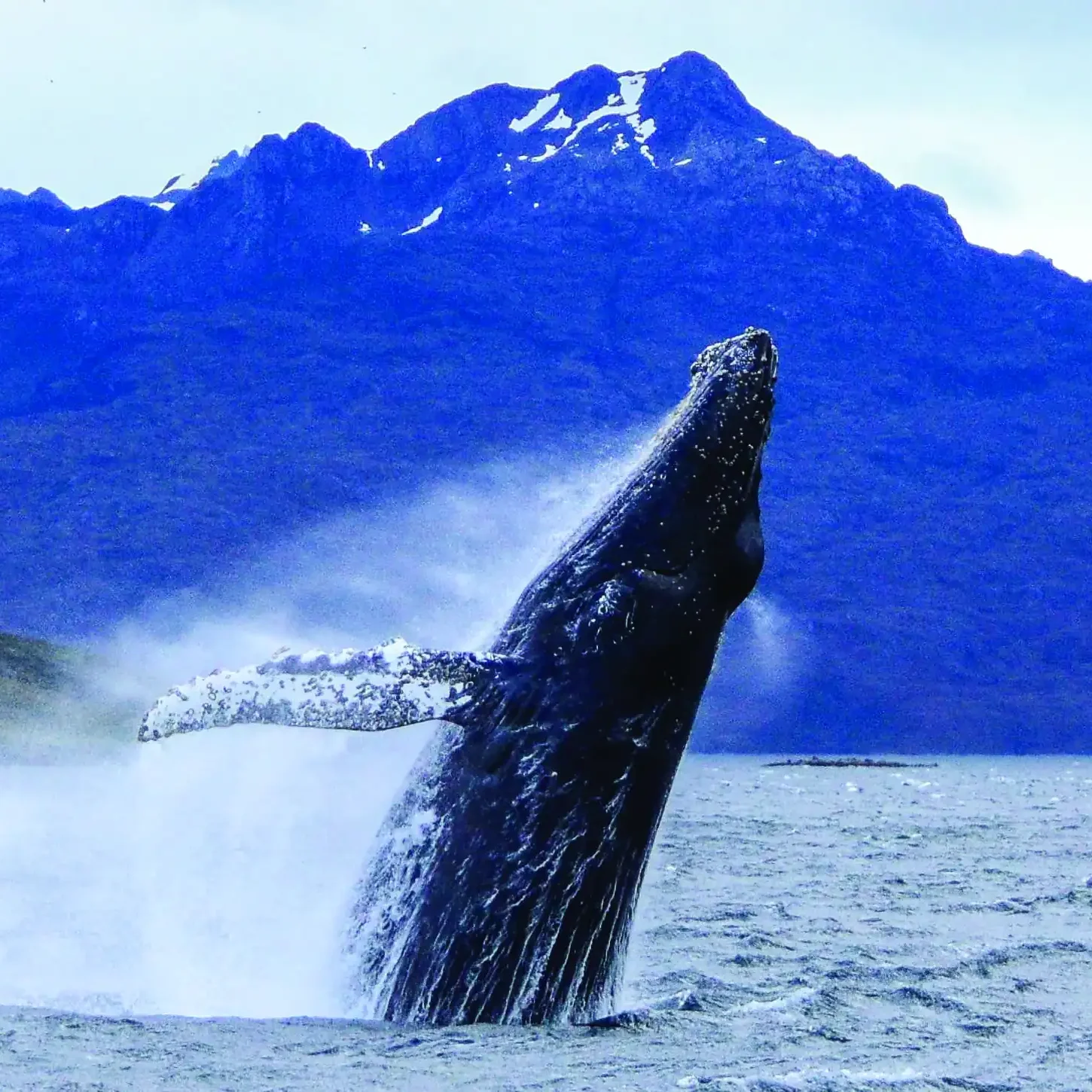 Tierra del Fuego - Programa Estrecho de Magallanes - Imagen 6