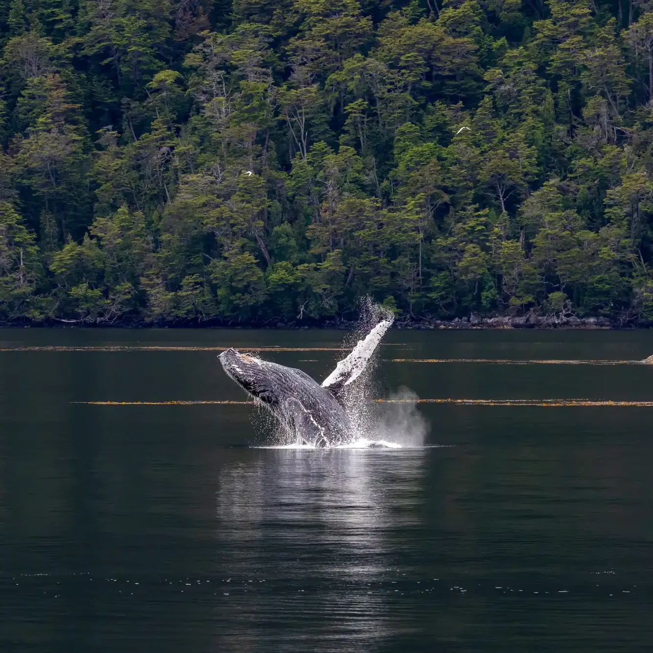 Tierra del Fuego - Programa Estrecho de Magallanes - Imagen 14