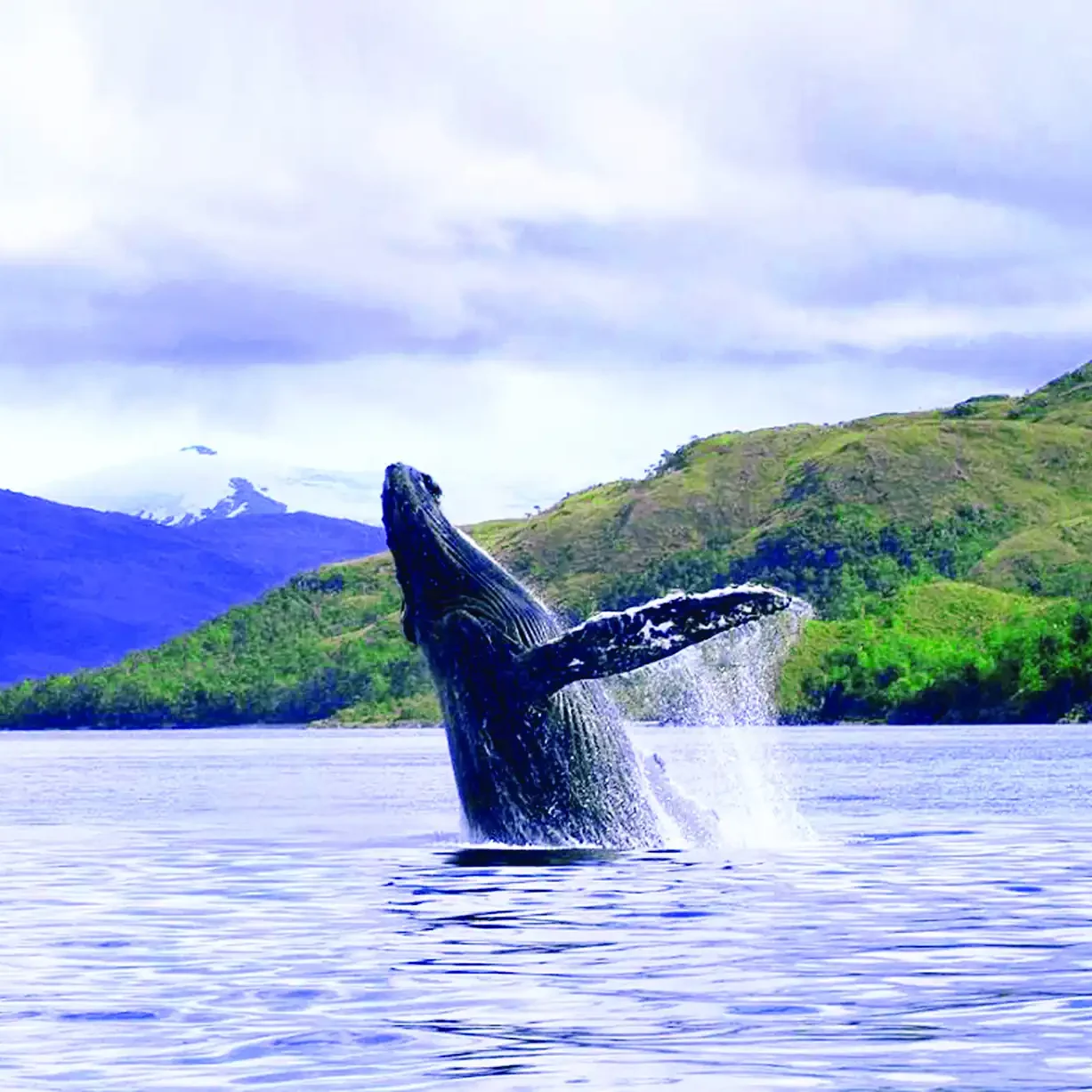 Tierra del Fuego - Programa Estrecho de Magallanes - Imagen 12