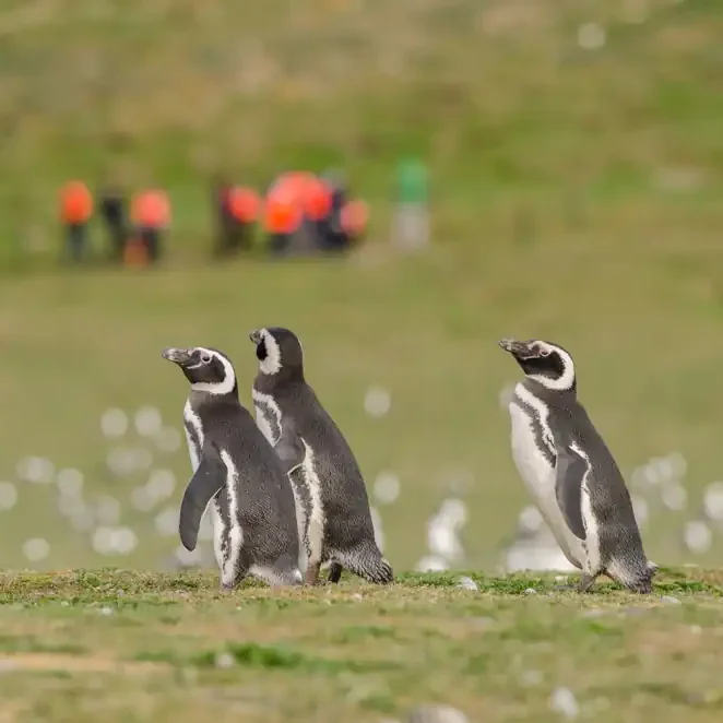 Tierra del Fuego - Programa Estrecho de Magallanes - Imagen 19