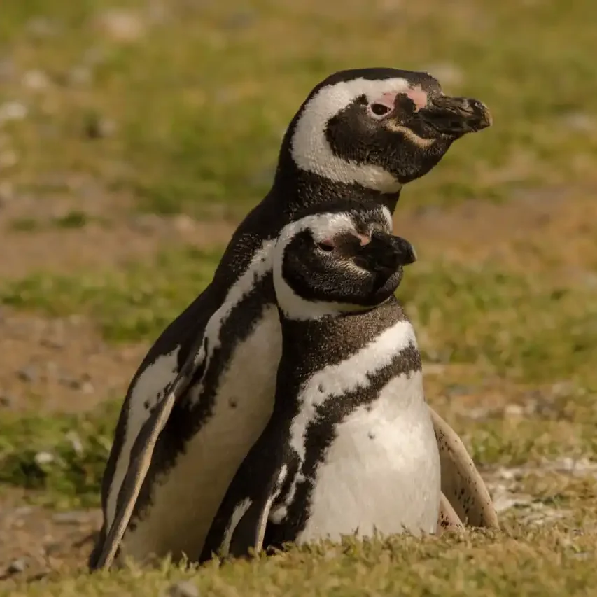 Tierra del Fuego - Programa Estrecho de Magallanes - Imagen 24