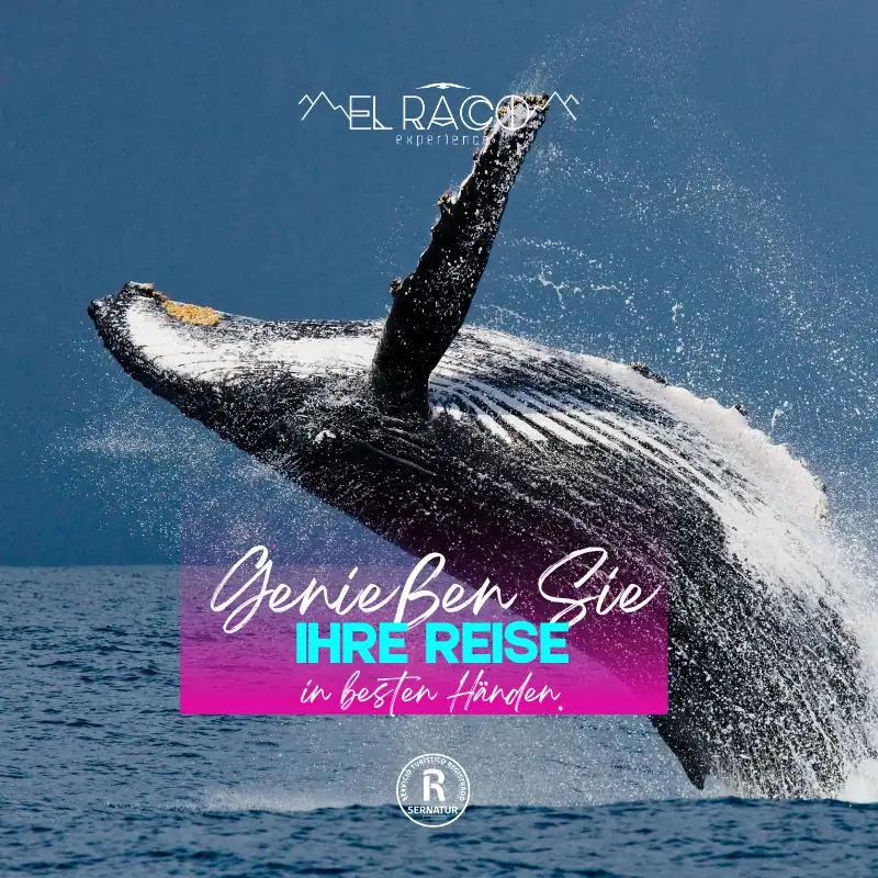 La Serena – Programa Experience - El Raco Experience
