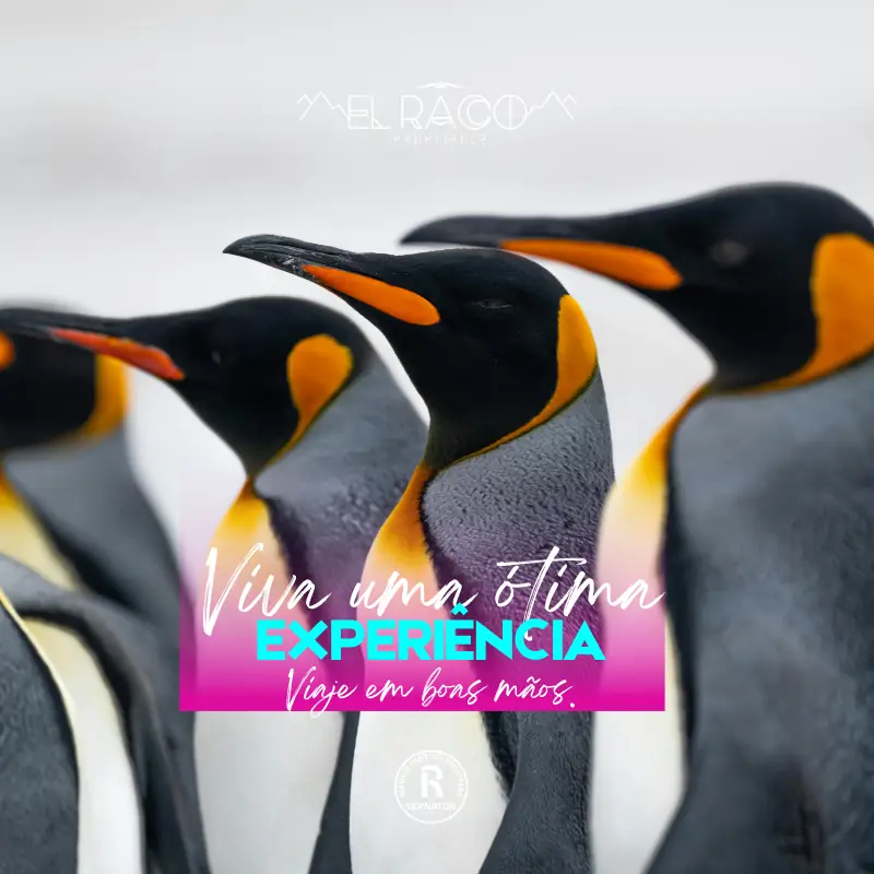 Tierra del Fuego – Programa Estrecho de Magallanes - El Raco Experience