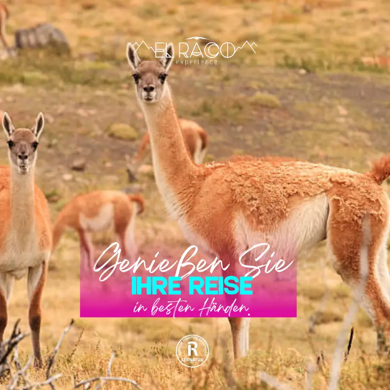 Torres del Paine – Programa Experience - El Raco Experience