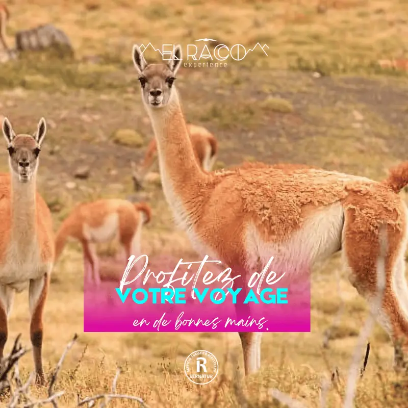 Torres del Paine – Programme Experience - El Raco Experience