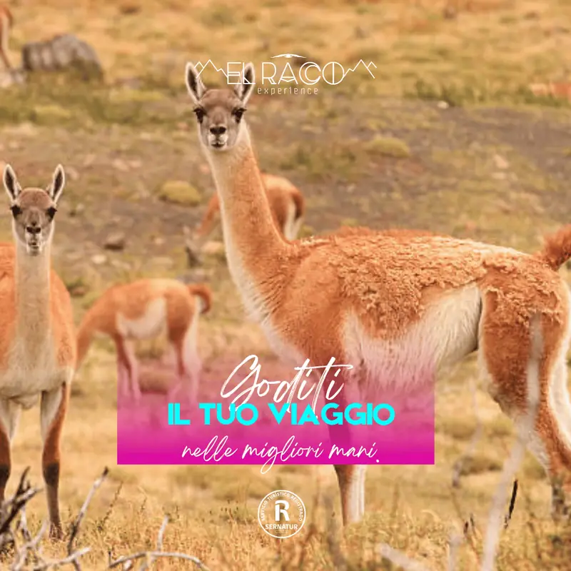 Torres del Paine – Programma Experience - El Raco Experience