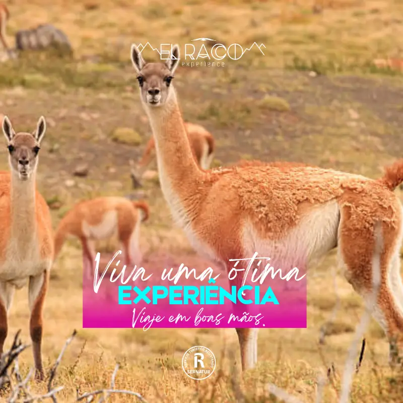 Torres del Paine – Programa Experience - El Raco Experience