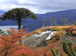 🌋 Melipeuco es uno de esos destinos de la Araucanía que sorprenden desde el primer momento 🌿Aquí la naturaleza se siente inmensa, entre volcanes, araucarias milenarias, lagunas, saltos de agua y algunos de los paisajes más impresionantes del sur de ChileUno de los grandes protagonistas es el Volcán Sollipulli, conocido por esconder en su cráter uno de los glaciares interiores más sorprendentes de la zona 🏔️❄️También recorremos el increíble Parque Nacional Conguillío, rodeado de araucarias y con la presencia del Volcán Llaima dominando el paisaje 🌲🌋En el camino aparecen rincones como el Salto Truful Truful, su impresionante cañón y las hermosas Laguna Verde y Laguna Arcoíris, donde los colores de la naturaleza parecen cambiar a cada momento 💚Y para quienes disfrutan de caminar y contemplar paisajes únicos, Sierra Nevada regala vistas privilegiadas hacia el Lago Conguillío y la Cordillera de los Andes 🥾✨Melipeuco es aventura, naturaleza, descanso y esa sensación de estar conociendo uno de los secretos mejor guardados de la Región de La Araucanía ❤️📍 Melipeuco, Araucanía, Chile
Descubre nuestro programa Experience y recorre Melipeuco junto a El Raco Experience 🇨🇱#Melipeuco #Conguillio #Sollipulli #Araucania #sierranevada