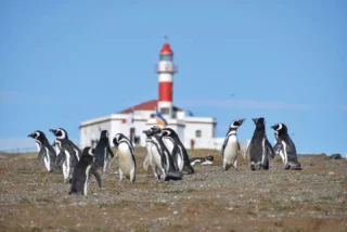 Tierra del Fuego es uno de esos rincones donde Chile parece llegar hasta el fin del mundo 🇨🇱Un viaje entre paisajes patagónicos, historia, viento, estepa y fauna única, recorriendo algunos de los escenarios más impresionantes del extremo sur de nuestro país 🐧🏔️En nuestro programa Tierra del Fuego podrás vivir una experiencia completa, con alojamiento, traslados y excursiones organizadas para que solo tengas que preocuparte de disfrutar cada momento 💙Conocer al imponente Pingüino Rey, descubrir la historia de esta tierra remota y recorrer paisajes que parecen no tener final es parte de una aventura que queda para siempre en la memoriaPorque viajar hasta Tierra del Fuego no es simplemente llegar más al sur…Es sentir que llegaste a uno de los lugares más extraordinarios del planeta 🌎#TierraDelFuego #PatagoniaChilena #PingüinoRey #Chile #ElRacoExperience